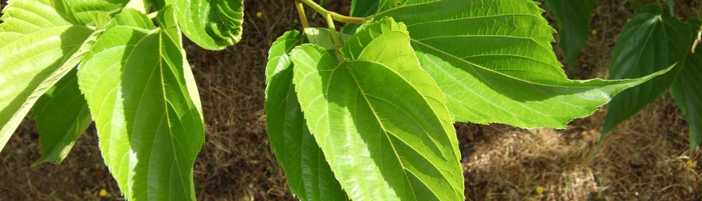 The Queen's Mulberries